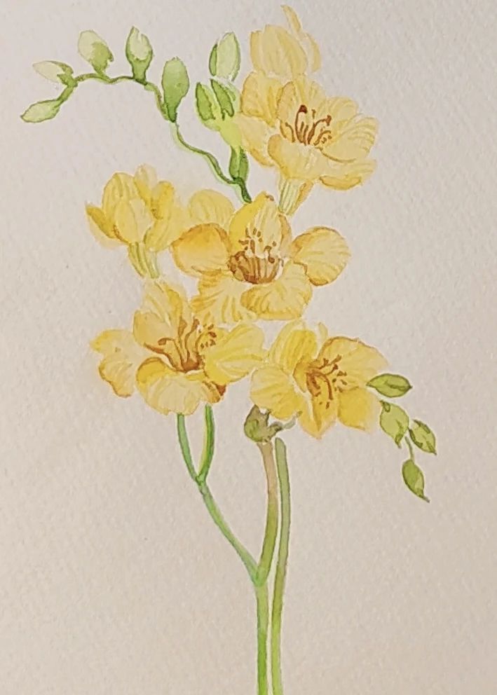 1748520989685037271.jpg 花卉2.jpg